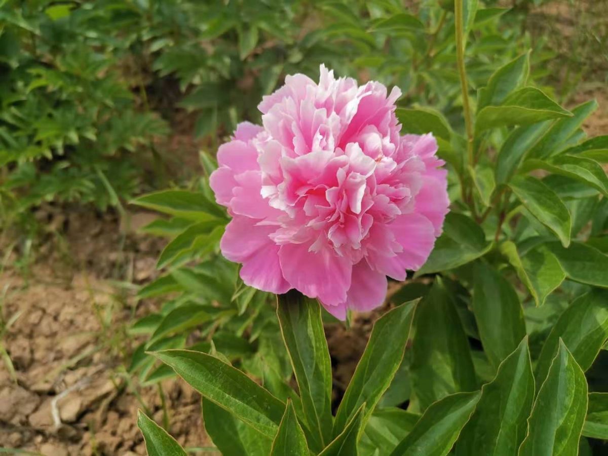 桃花飛雪