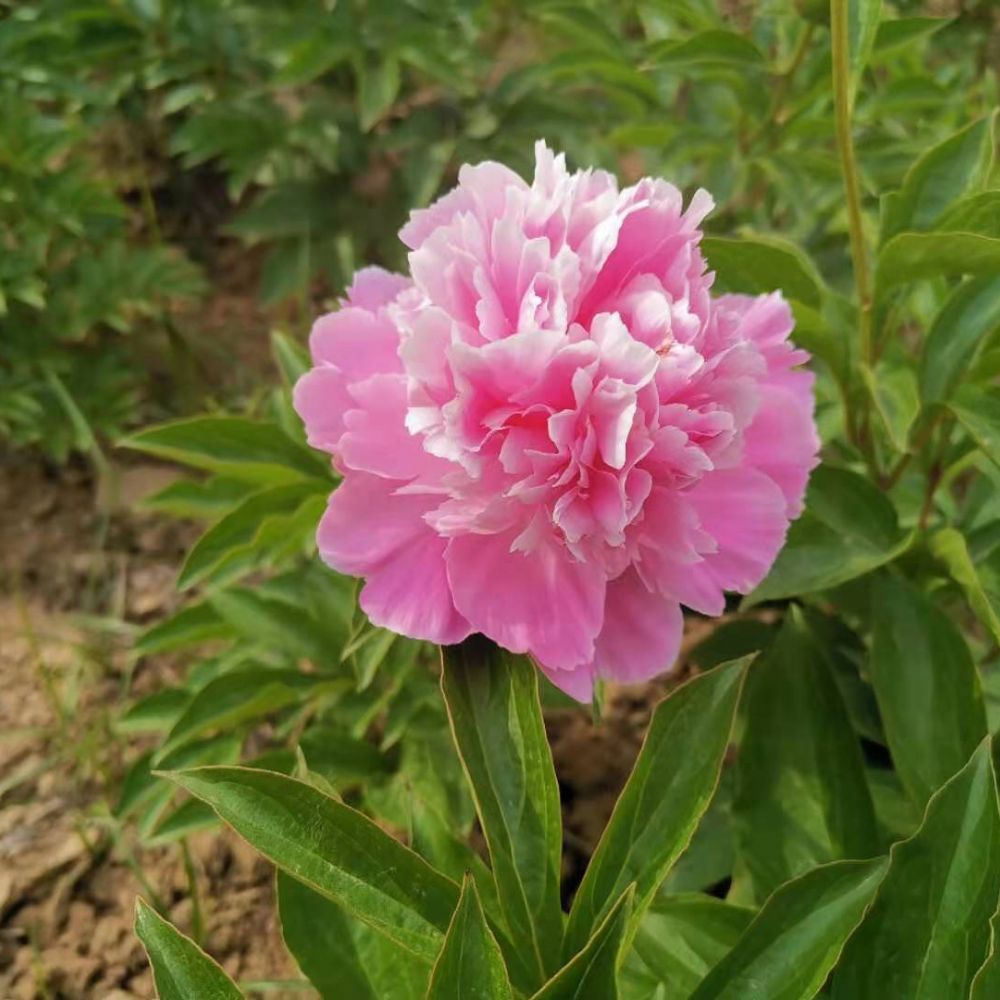 桃花飛雪